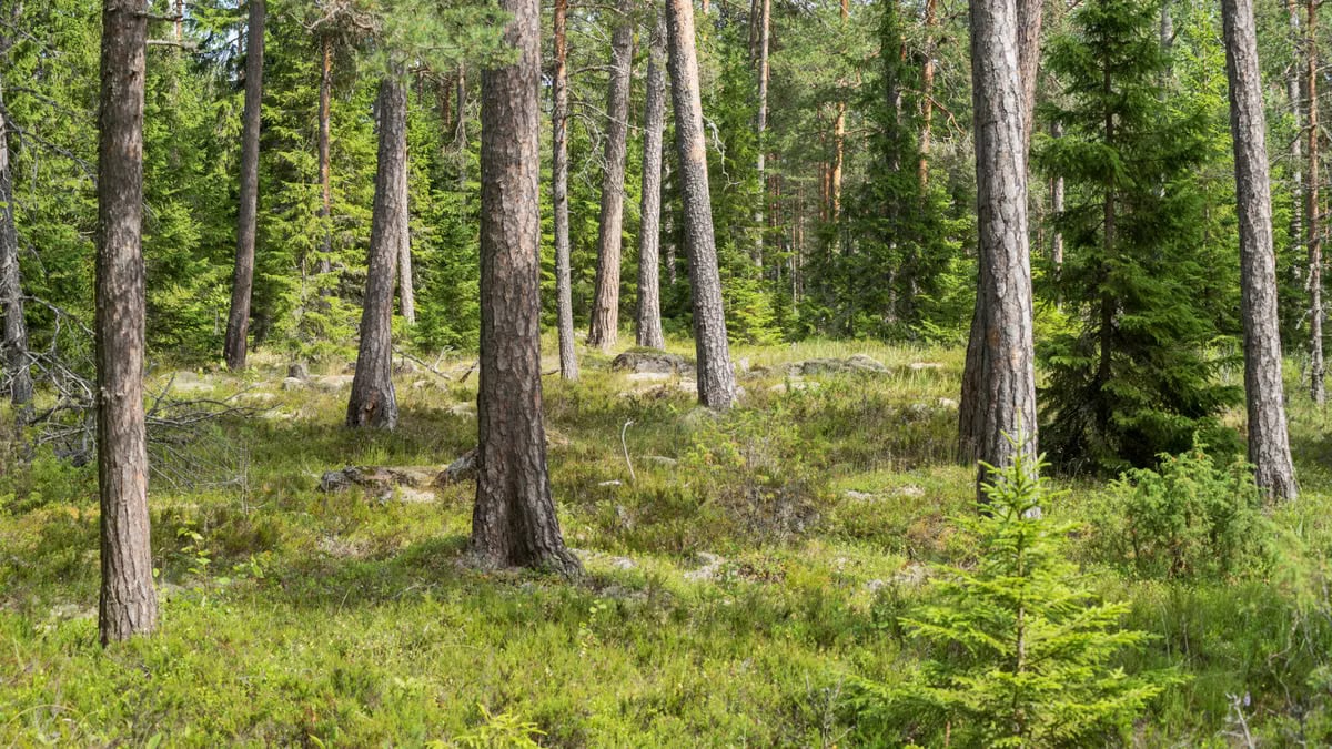 Lush green forest with tall trees in Valaam, Republic of Karelia, Russia.
